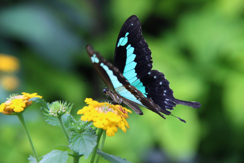 De insectenspeurtocht