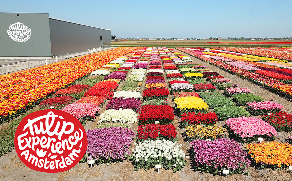 Tulip Experience Amsterdam te Noordwijkerhout