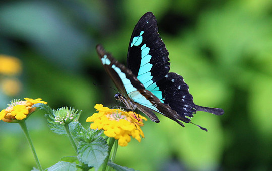De insectenspeurtocht